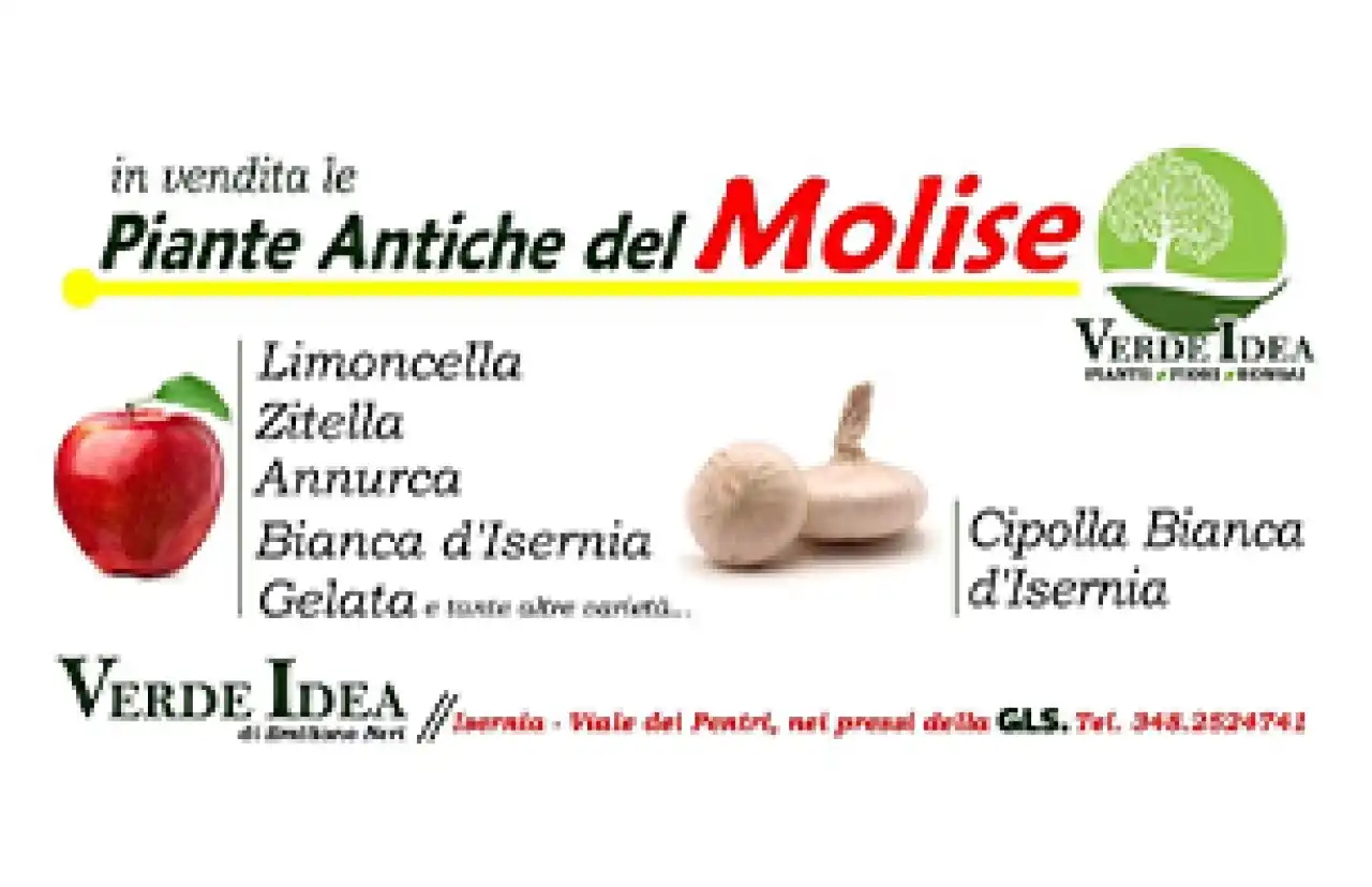 Banner Verde Idea 306 per 198 pixel novembre 2023